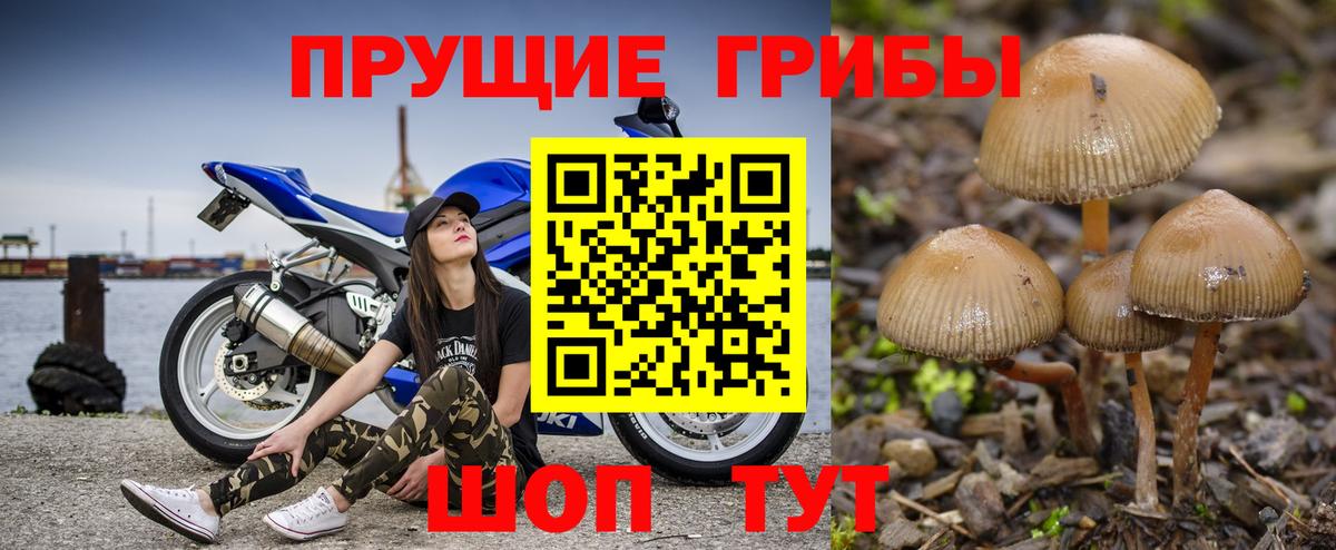Псилоцибиновые грибы MAGIC MUSHROOMS  Вход с VPN  Павловский Посад 
